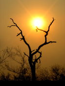 sunrise safari